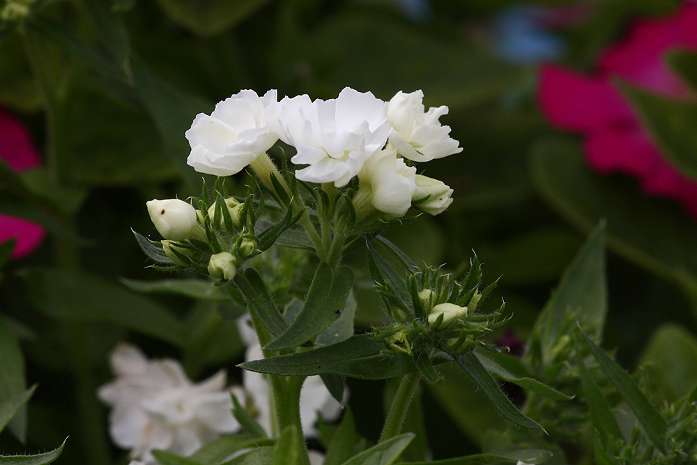 Image of Phlox drummondii specimen.