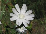 Cichorium intybus