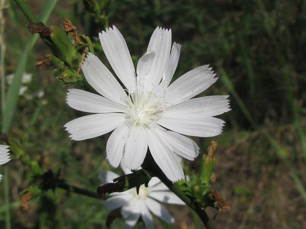 Image of Cichorium intybus specimen.