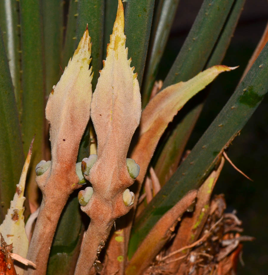 Изображение особи Cycas thouarsii.