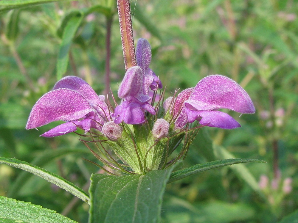 Изображение особи Phlomis pungens.