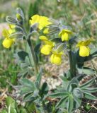 Thermopsis alpina