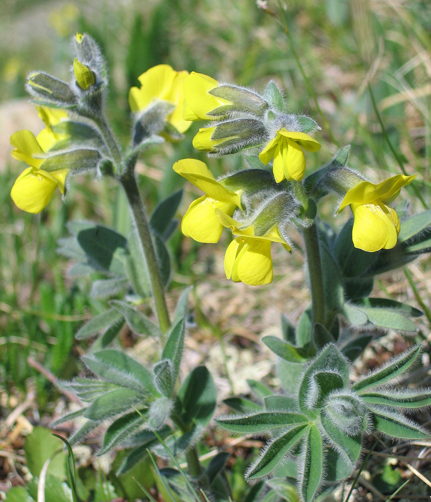 Изображение особи Thermopsis alpina.