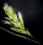 Festuca pratensis