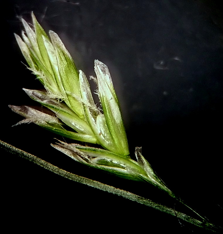 Изображение особи Festuca pratensis.