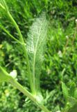 Rorippa austriaca. Стеблевой лист. Крым, Симферополь. 20 мая 2009 г.