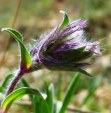 Stachys lavandulifolia