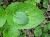 Viola odorata