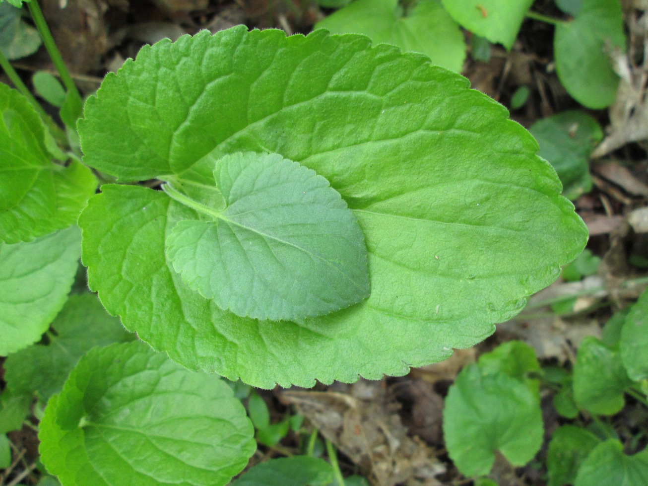 Image of Viola odorata specimen.