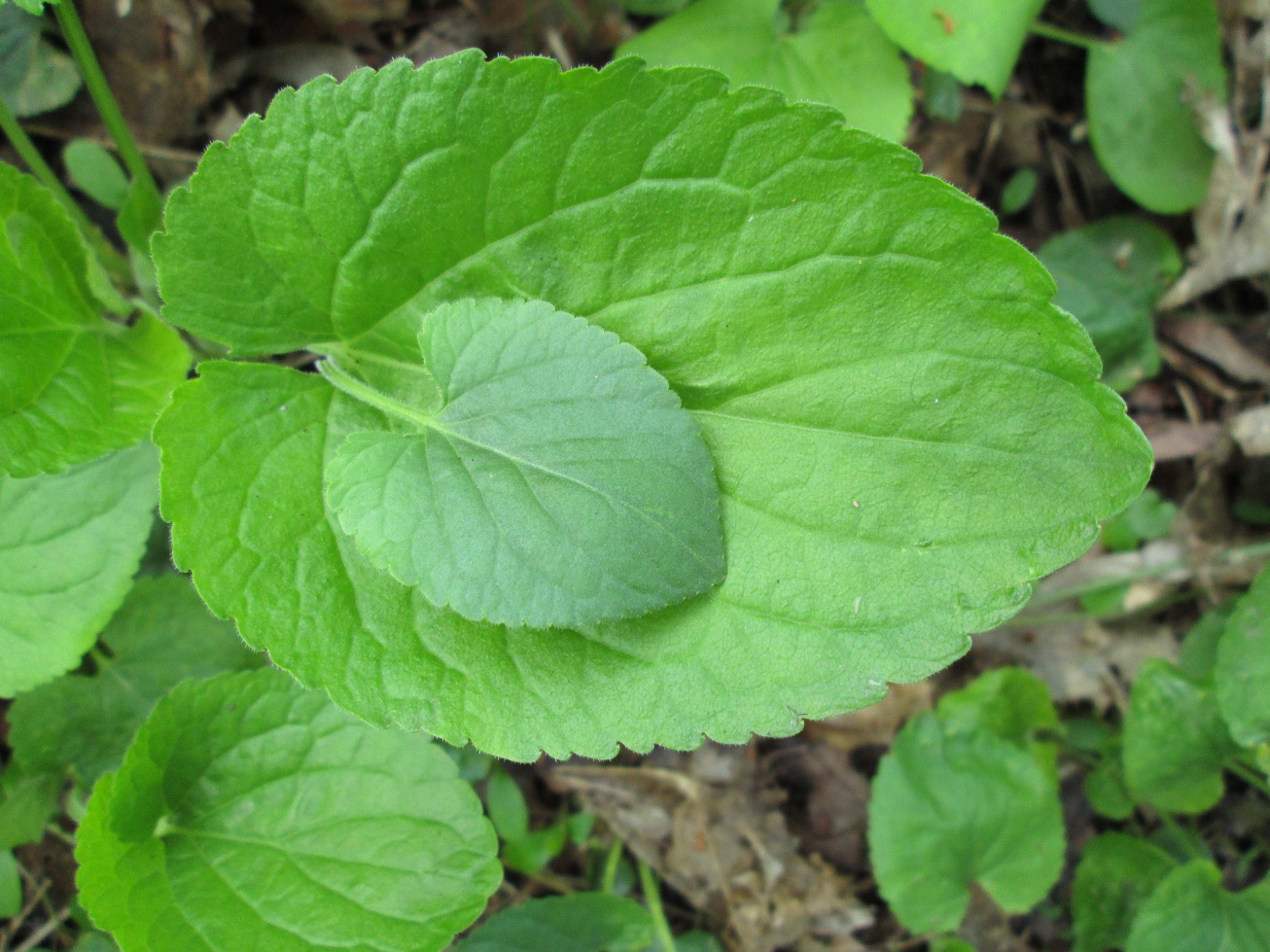 Изображение особи Viola odorata.