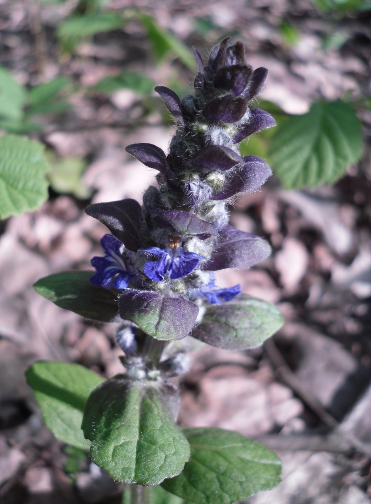 Изображение особи Ajuga reptans.