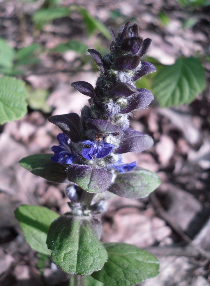 Image of Ajuga reptans specimen.