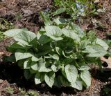 Brunnera macrophylla