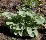 Brunnera macrophylla