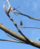 Magnolia officinalis