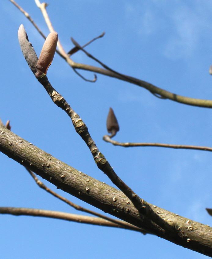 Image of Magnolia officinalis specimen.