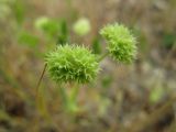 Valerianella coronata