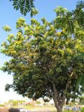 Albizia lebbeck