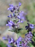 Nepeta mussinii. Верхушка цветущего растения. Армения, Вайоц Дзор, ущелье реки Арпа, каменистый склон. 03.05.2013.