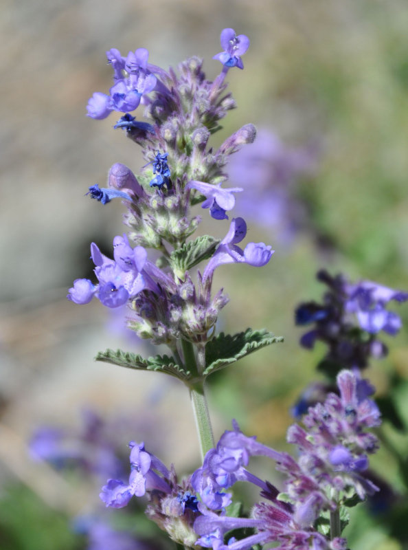 Image of Nepeta mussinii specimen.