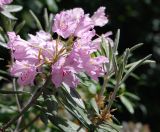 Rhododendron smirnowii