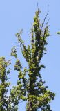 Quercus robur f. fastigiata