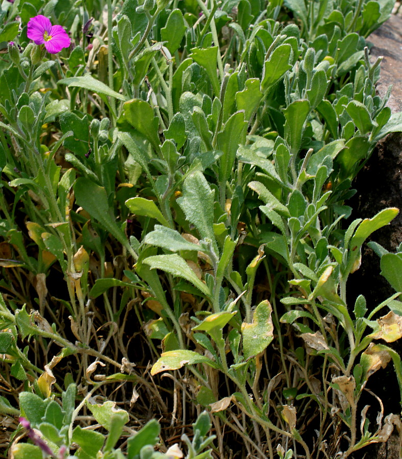 Image of Aubrieta &times; cultorum specimen.