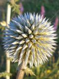 Echinops sphaerocephalus. Соцветие. Краснодарский край, окр. г. Крымск, луг на склоне горы. 27.06.2013.