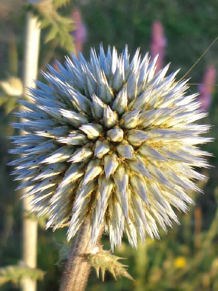 Изображение особи Echinops sphaerocephalus.