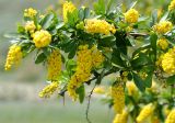 Berberis iberica