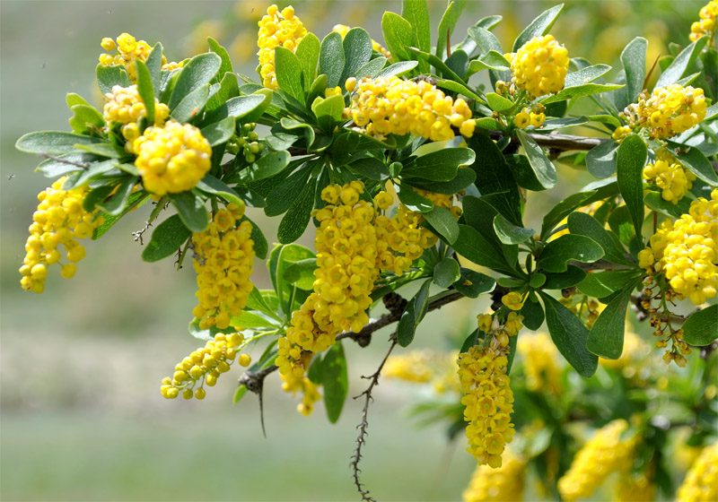 Image of Berberis iberica specimen.