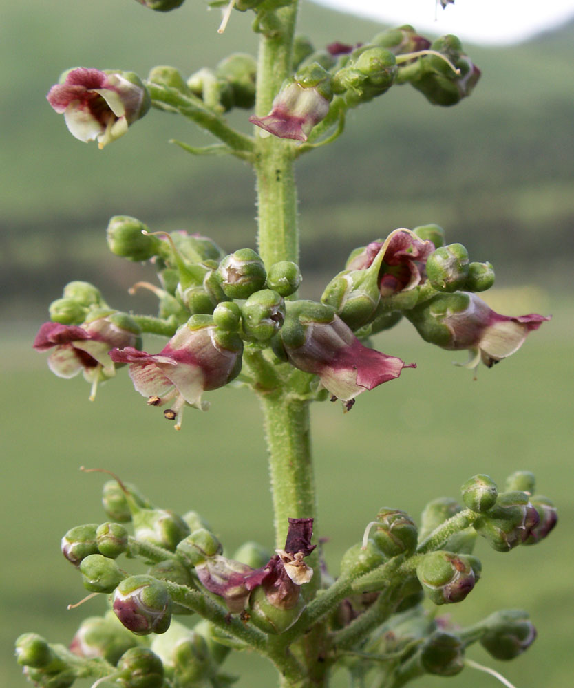 Изображение особи Scrophularia kiriloviana.