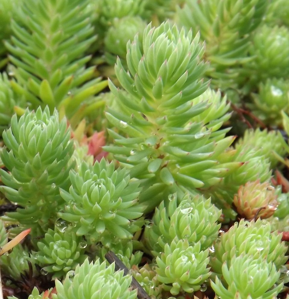 Image of Sedum reflexum specimen.