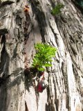 Taxodium distichum