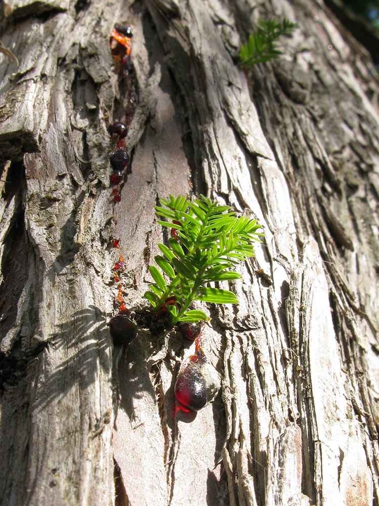 Image of Taxodium distichum specimen.