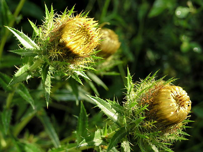 Изображение особи Carlina fennica.