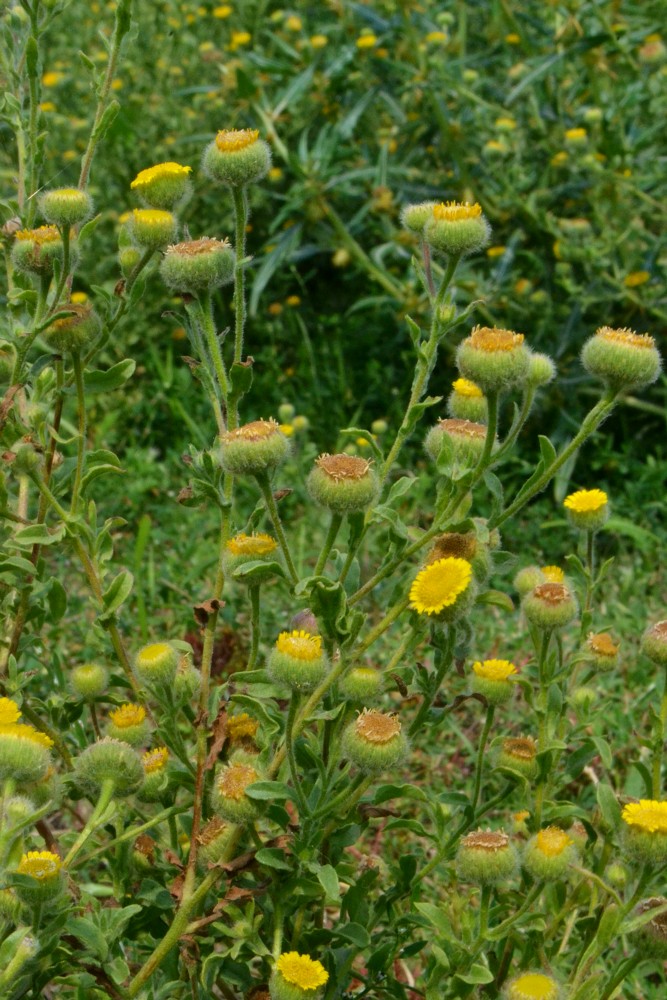 Image of Pulicaria vulgaris specimen.