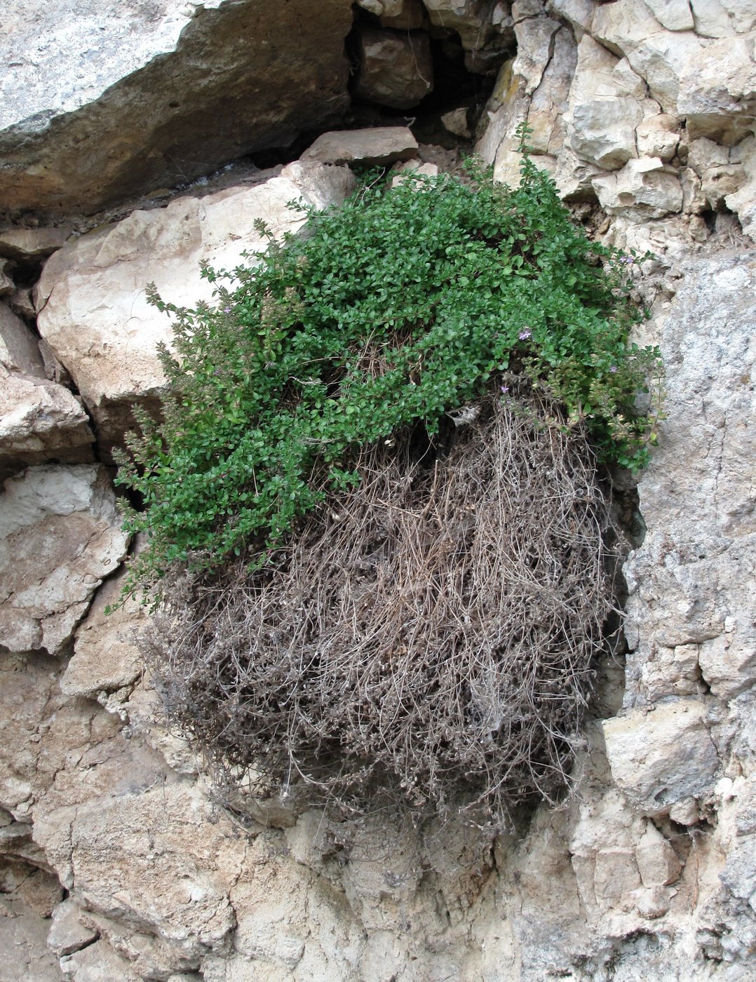 Image of Thymus hirticaulis specimen.