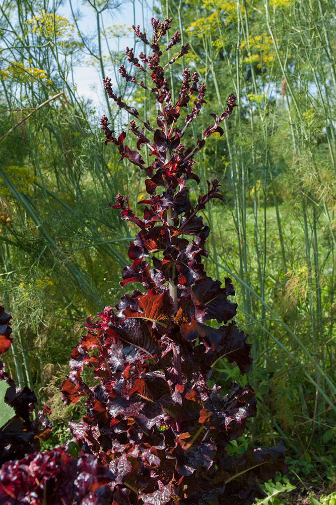 Image of Lactuca sativa specimen.