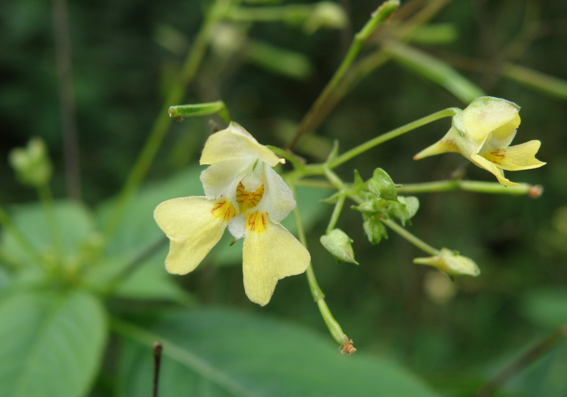 Изображение особи Impatiens parviflora.