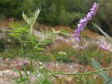 Vicia tenuifolia