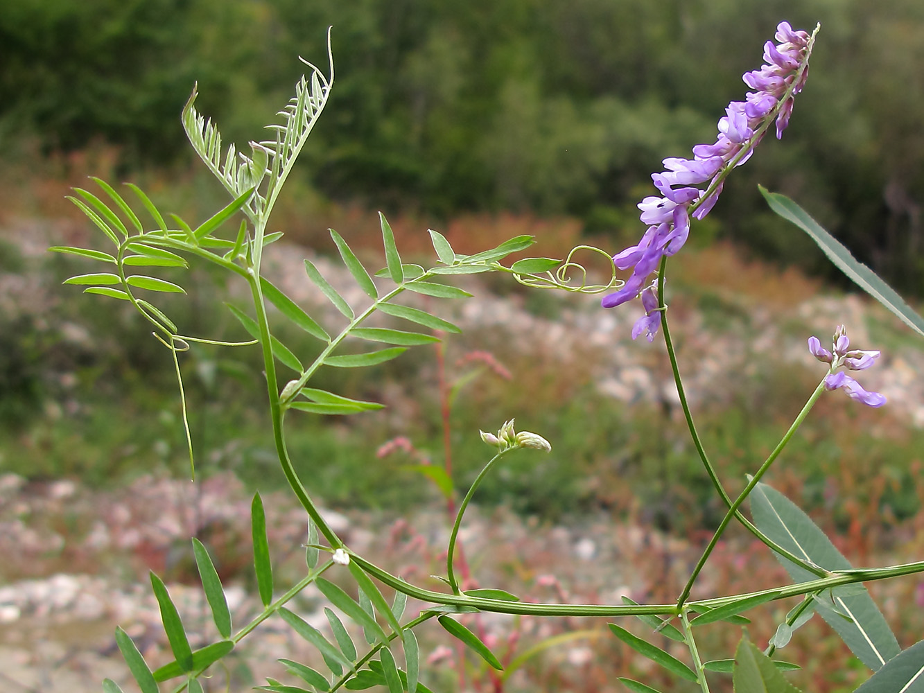 Изображение особи Vicia tenuifolia.