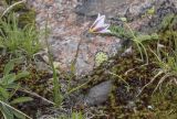 Lloydia serotina. Цветущее растение на альпийском лугу. Казахстан, Заилийский Алатау, перевал Талгар, 3200 м н.у.м. 30.06.2013.