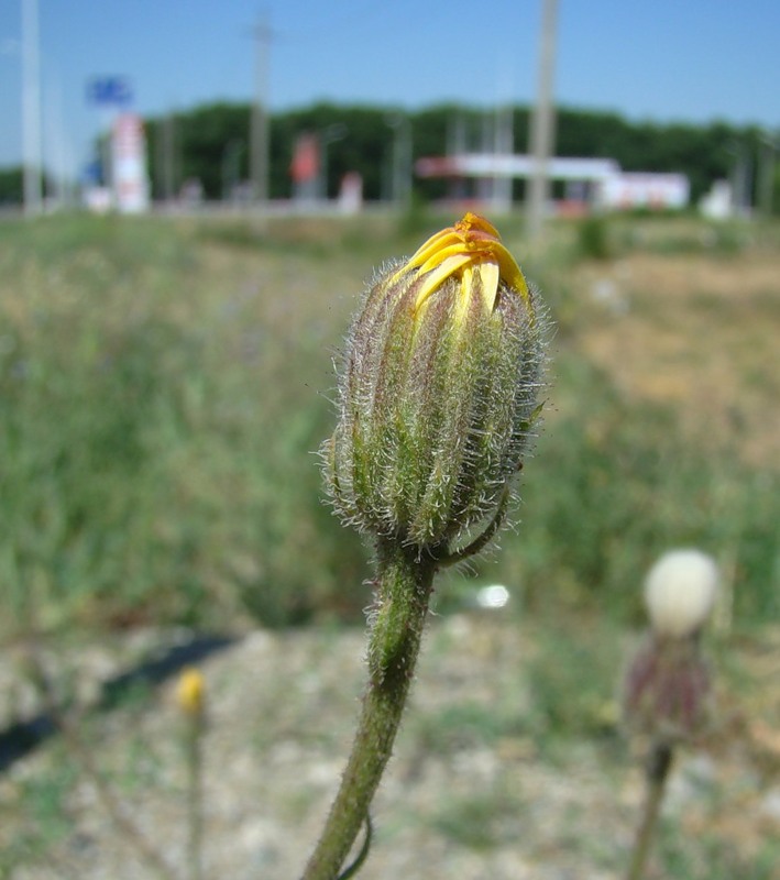 Изображение особи Crepis foetida.