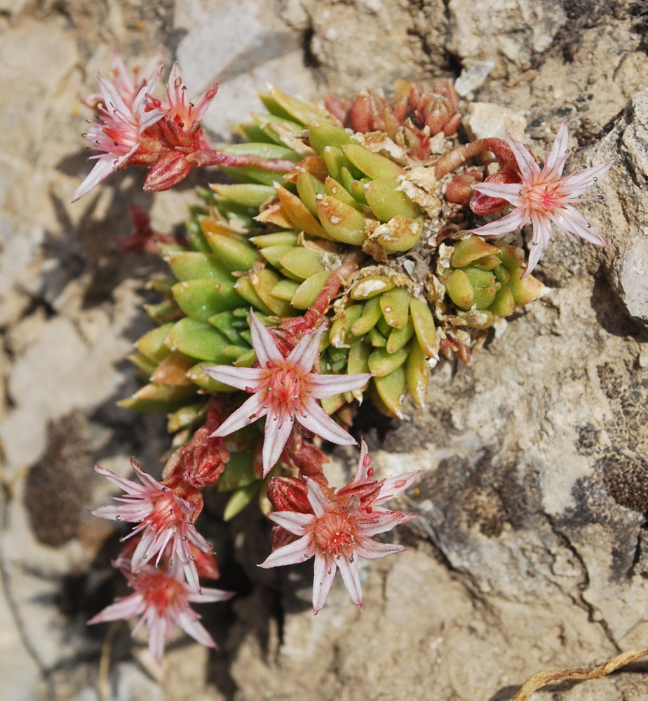 Изображение особи Rosularia alpestris.