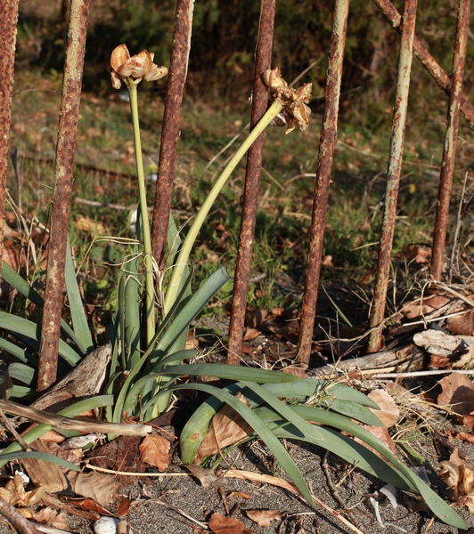 Image of Pancratium maritimum specimen.