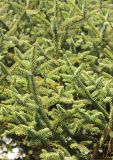 Abies pinsapo. Веточки. Черноморское побережье Кавказа, г. Геленджик, в культуре. 3 ноября 2013 г.