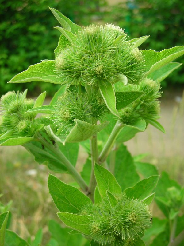Image of Arctium &times; mixtum specimen.