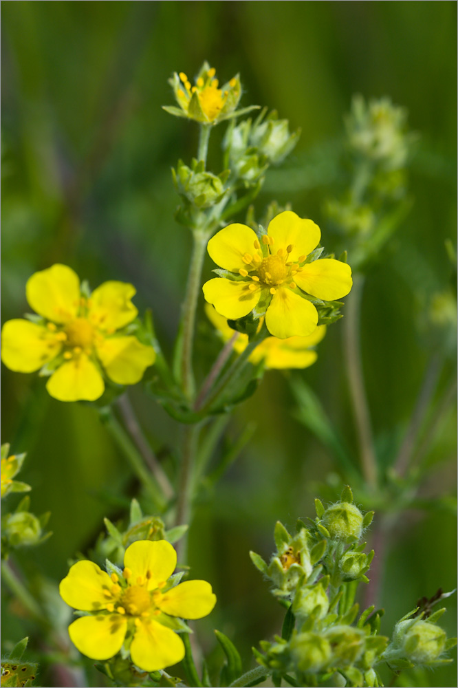 Изображение особи Potentilla argentea.