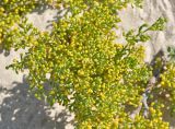 Tetraena qatarensis. Верхушка ветви. Сокотра, залив Шуаб. 04.01.2014.